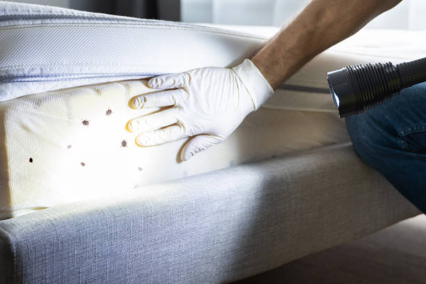 Best Residential Pest Control  in Perryville, MO